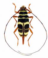 Sporetus fasciatus  Martins & Monné, 1974