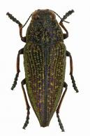 Psiloptera tibialis Laporte & Gory, 1837