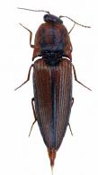 Cardiorhinus trivittatus Candeze, 1863