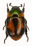 Macraspis faurei  Soula