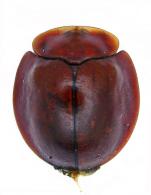 Rhoia clavareaui Spaeth, 1913