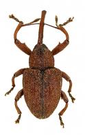 Curculionidae Gen sp116