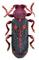 Zelliboria daedalea  (Perty, 1832)