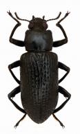 Paroeatus glabricollis (Sturm, 1826)