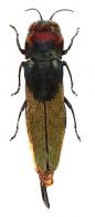 Agrilus orgiasticus Curletti & Brûlé, 2013