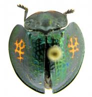 Agenysa caedemadens (Lichtenstein,1795)