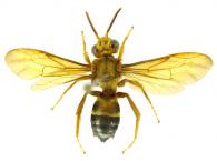 Paratetrapedia sp1