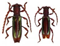 Piezocera ataxia  Martins, 1976 ♂ & ♀