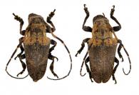 Hypsioma constellata  Thomson, 1868  ♂ & ♀