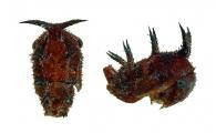 Membracidae Gen sp76
