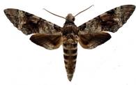 Pseudosphinx tetrio  (Linné, 1771)