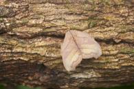 Hyperchiria nausica