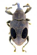 Heilipodus ocellatus (Olivier, 1790)