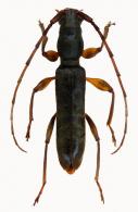 Neocorus ibidionoides  (Audinet-Serville, 1834)