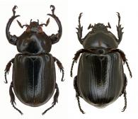 Harposceles paradoxus Burmeister, 1847 ♂ & ♀