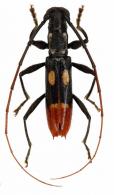 Thoracibidion ruficaudatum   (Thomson, 1865)