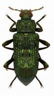 Strongylium sp5