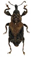 Molytinae Gen sp71