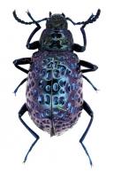 Cuphotes lagrioides (Thomson, 1859)