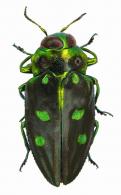 Chrysobothris biimpressa (Chevrolat)
