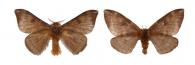Hylesia canitia  (Cramer, 1780)  ♂ & ♀