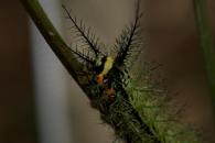 Pseudautomeris irene 