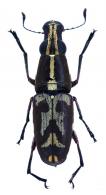 Gymnognathus lusia  Jordan, 1937
