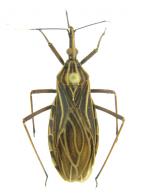 Rhodnius robustus  Larousse, 1927