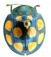 Stolas decemguttata  (Sturm, 1828)