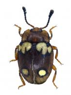 Epopterus sp1
