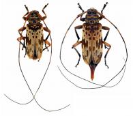 Hylettus spilotus  Monné, 1982 ♂ & ♀