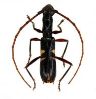 Hexoplonini Gen sp G77