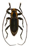 Acanthocinini Gen sp G493
