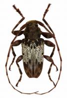 Oreodera kawensis  Neouze & Tavakilian, 2010