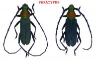 Aglaoschema geoffroyi  Dalens, Tavakilian, & Touroult, 2010   ♂ & ♀  PARATYPES