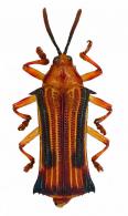 Stethispa sp10