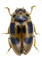 Mycotretus maculatus  Olivier, 1792