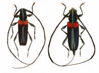 Callipero bella  Bates, 1864   ♂ & ♀