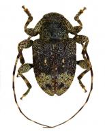 Leptostylus arthuri (Audureau, 2017)