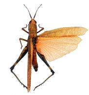 Caelifera Gen sp 2