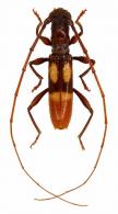 Neoibidionini Gen sp G480