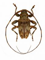 Nealcidion triangulare  (Bates, 1863)