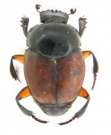 Canthon sp7