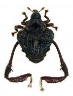 Tachygonidius sp3