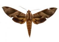 Eumorpha obliquus obliquus  (Rothscild & Jordan, 1903)