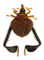 Tachygonidius sp2