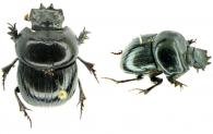 Scarabaeinae Gen sp1