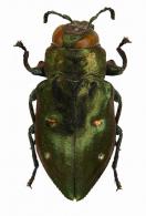 Chrysobothris consimillis Gory, 1841