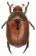 Dorysthetus cayennensis   Ohaus, 1903