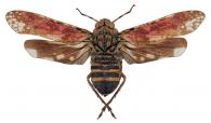 Echetra abrahami Distant, 1920